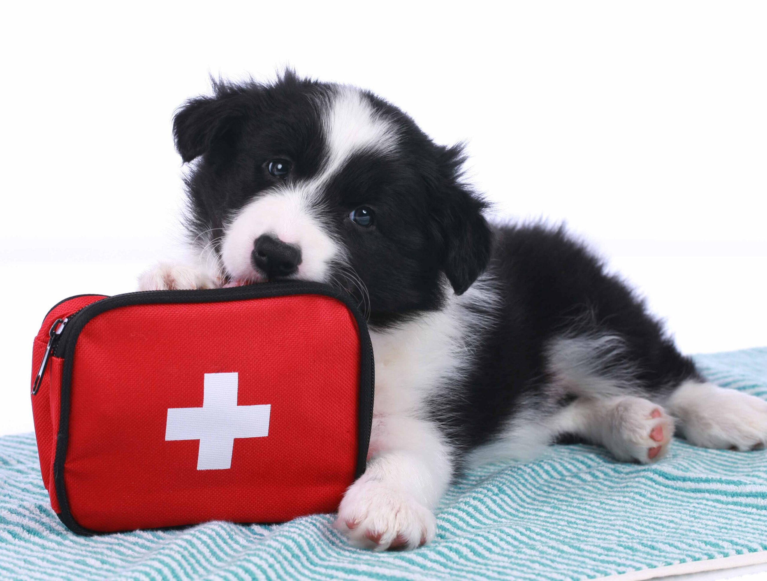 Medical Photo of Dog