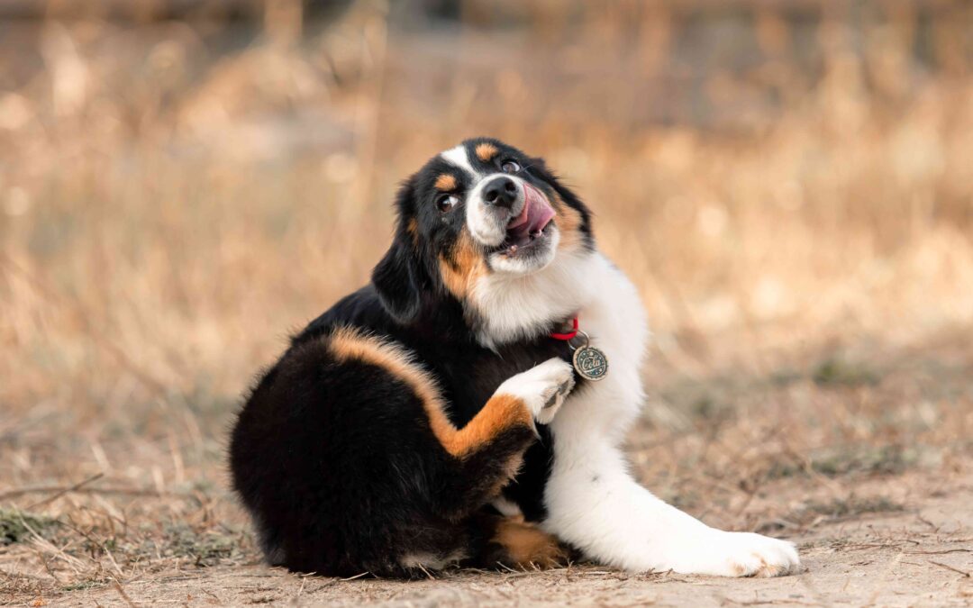 Food Allergies vs. Environmental Allergies in Pets