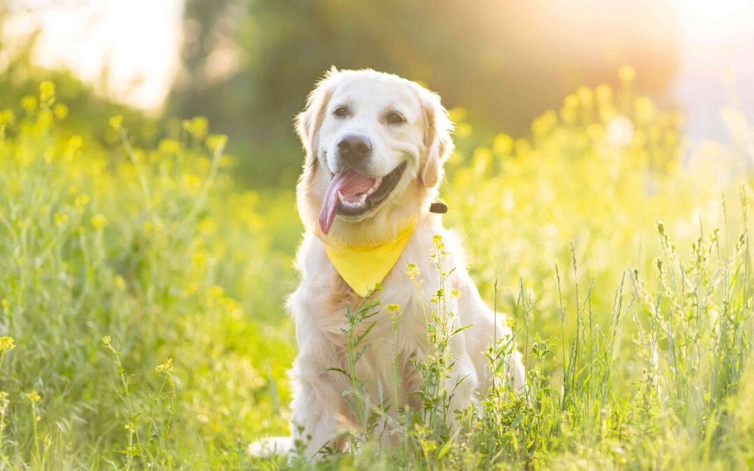 The Early Signs of Arthritis in Dogs and Cats (Most Pet Owners Miss These)