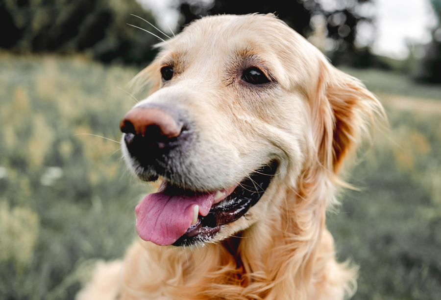 The Truth About Heartworm Disease: Myths vs. Facts