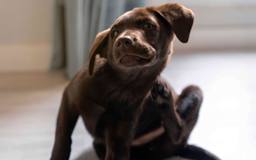 Top 5 Ways to Protect Your Dog from Lyme Disease