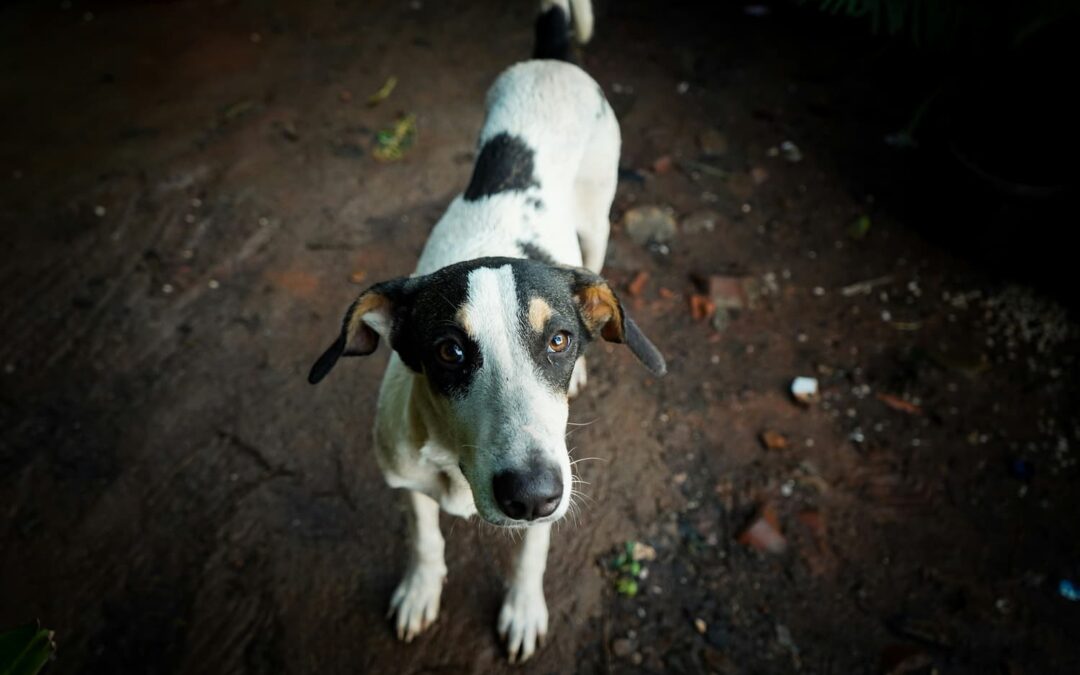 a black and white dog standing on top of a dirt field (1)